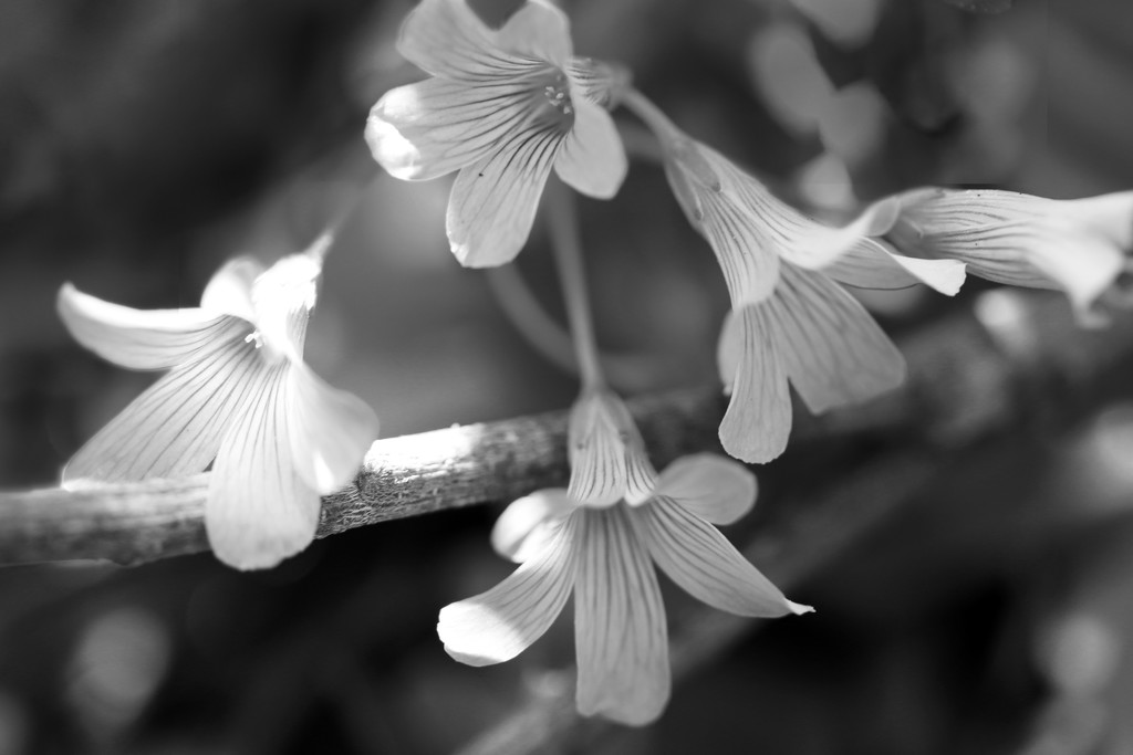 Flowers by ingrid01