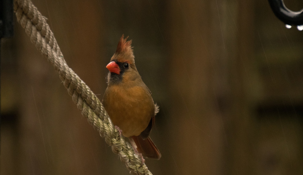 Lady Cardinal on the rope! by rickster549