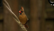 6th Feb 2016 - Lady Cardinal on the rope!
