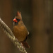 Lady Cardinal on the rope! by rickster549