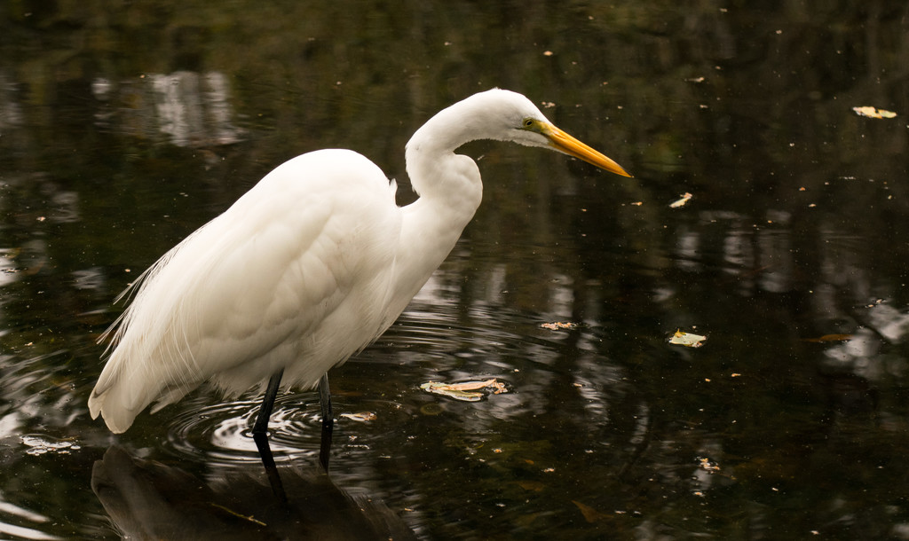 Great Egret looking for lunch! by rickster549