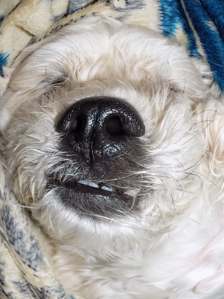 Sleep Dog Finds Fish Eye Effect by jnadonza