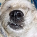 Sleep Dog Finds Fish Eye Effect by jnadonza