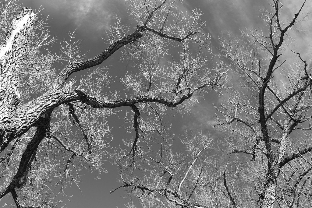 Gnarly Branches in B&W by harbie