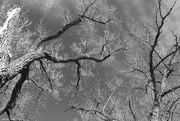 5th Feb 2016 - Gnarly Branches in B&W