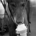 Lucy gets an ice cream by graemestevens