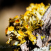 Last of The Lichen by elatedpixie