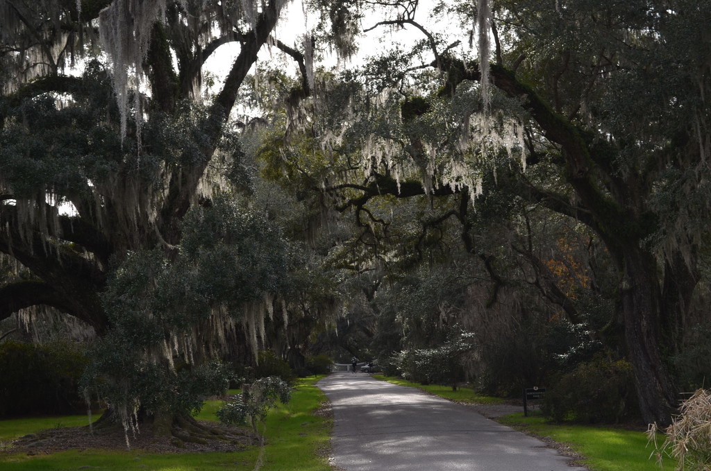 Avenue of Live Oaks at Magnolia Gardens. by congaree