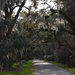 Avenue of Live Oaks at Magnolia Gardens. by congaree