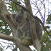 looking back by koalagardens