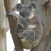 do I have to wake up? by koalagardens