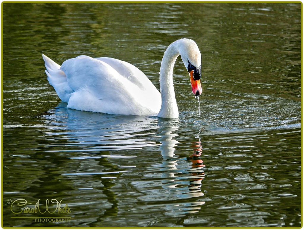 Thirsty Swan by carolmw