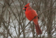 6th Feb 2016 - Cardinal
