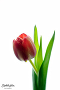 7th Feb 2016 - Red tulip