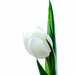 White tulip by elisasaeter