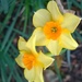 Narcissus Flowers by cataylor41