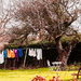 2016 02 07 - Washing on the line by pamknowler