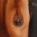 Wood Eye by mariaostrowski