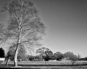 4th Feb 2016 - Waking up in Milton, Louisiana