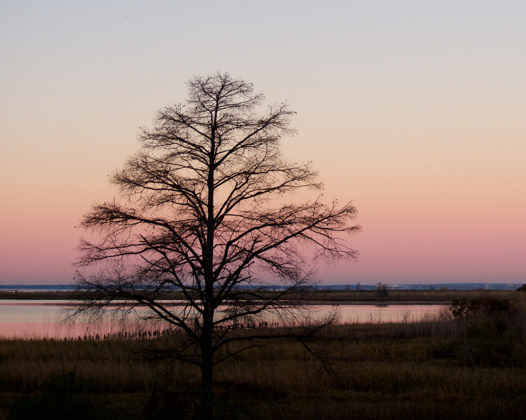 Sunrise 2, Mobile Bay by eudora