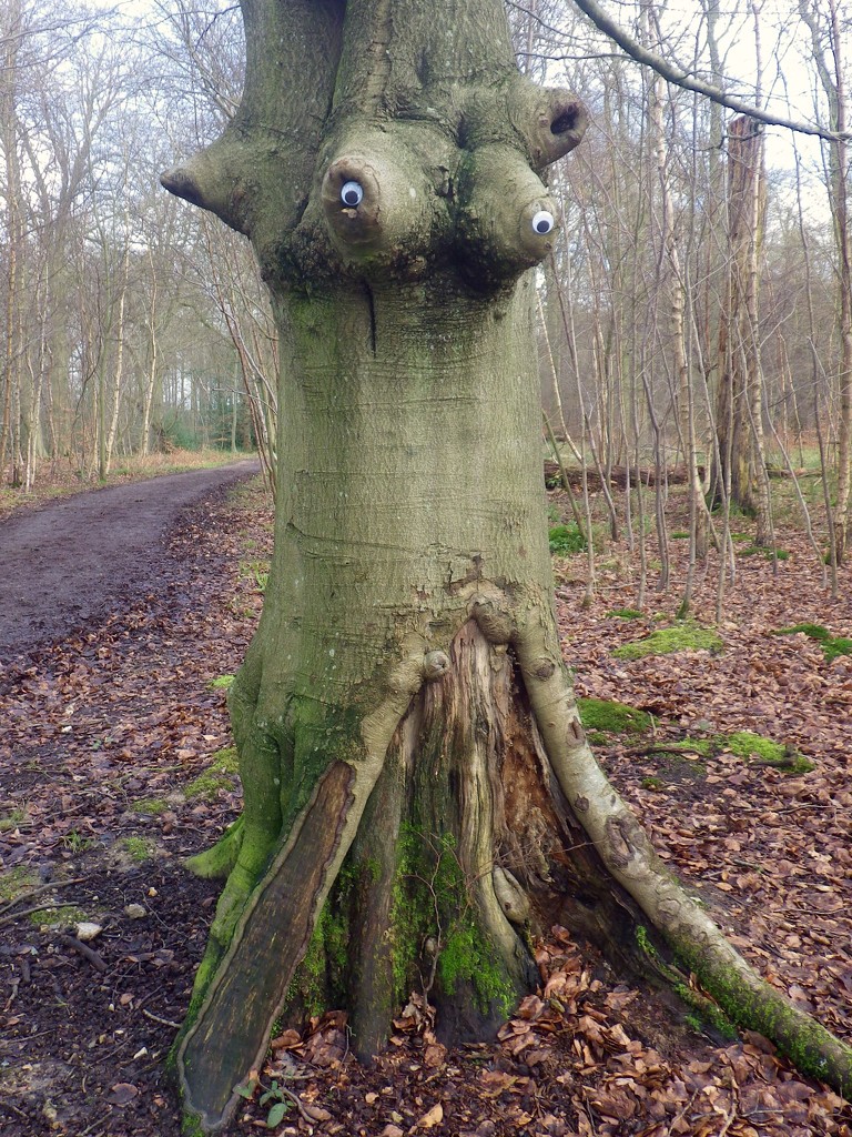 Grumpy Tree by bulldog