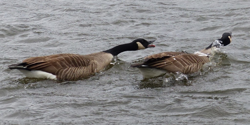 Very Agitated Canada Geese by susiemc