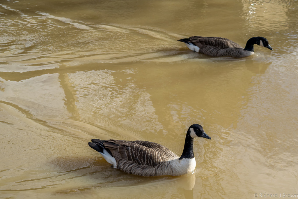 Canada Geese by rjb71