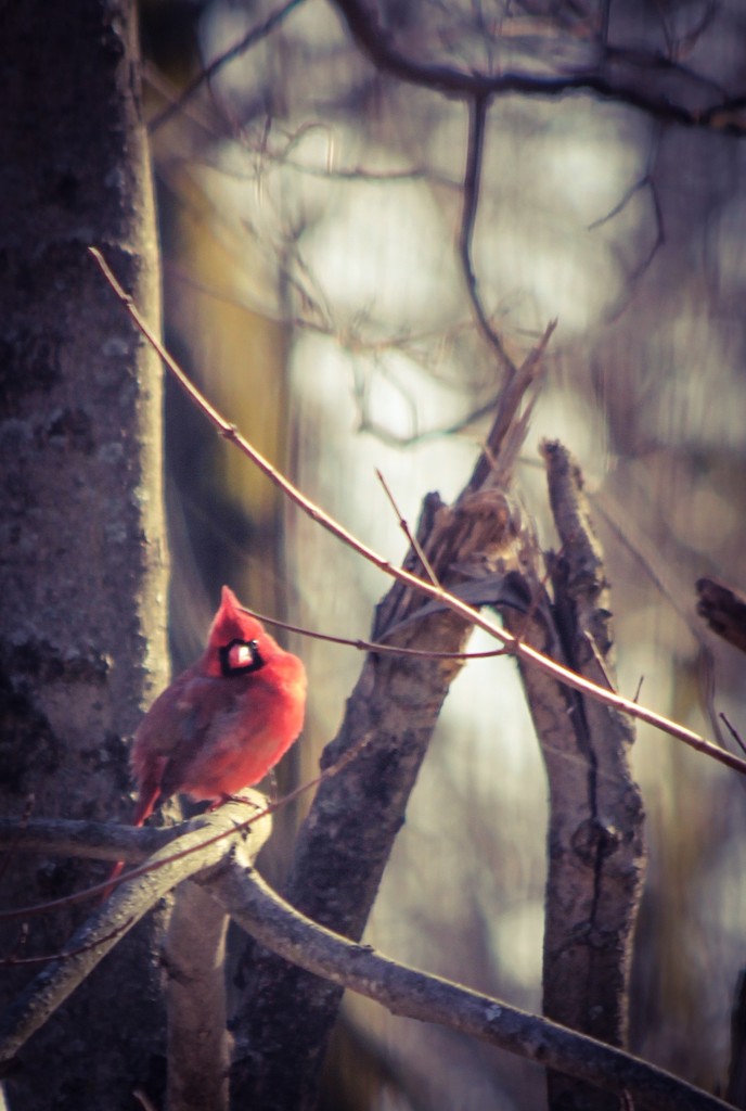 Northern Cardinal by mzzhope