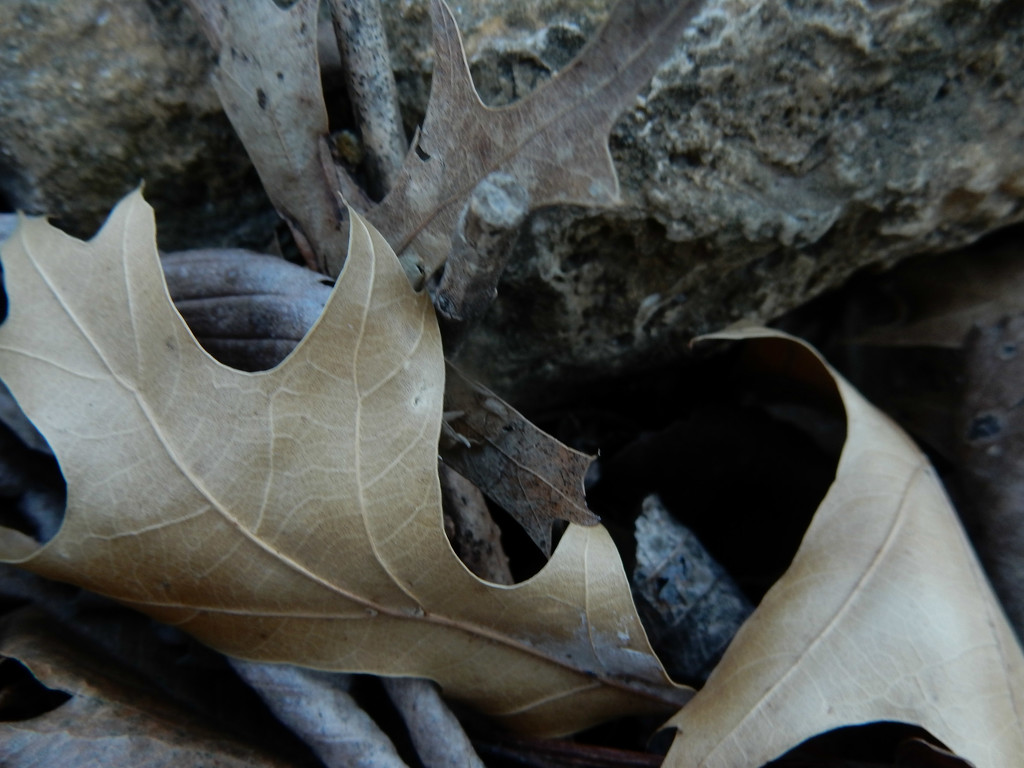 dry leaves by mcsiegle