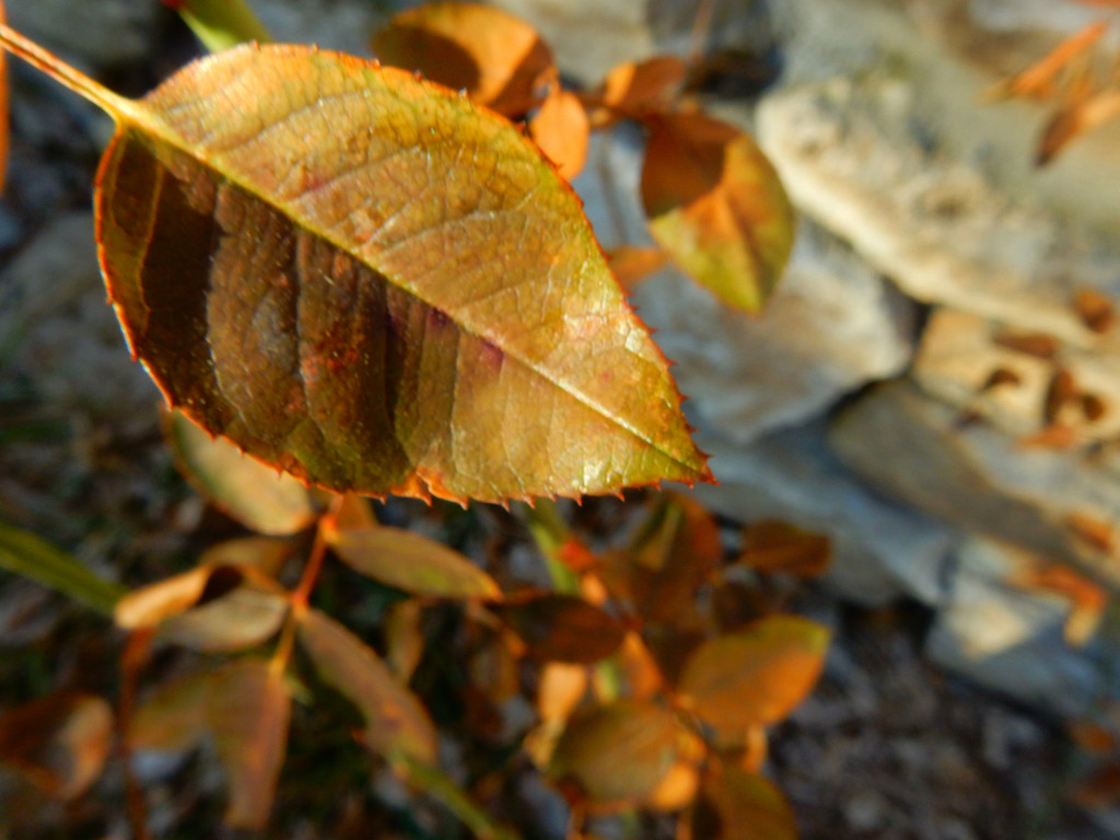 leaf by mcsiegle
