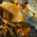leaf by mcsiegle