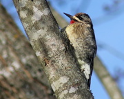 7th Feb 2016 - Yellow-bellied Sapsucker