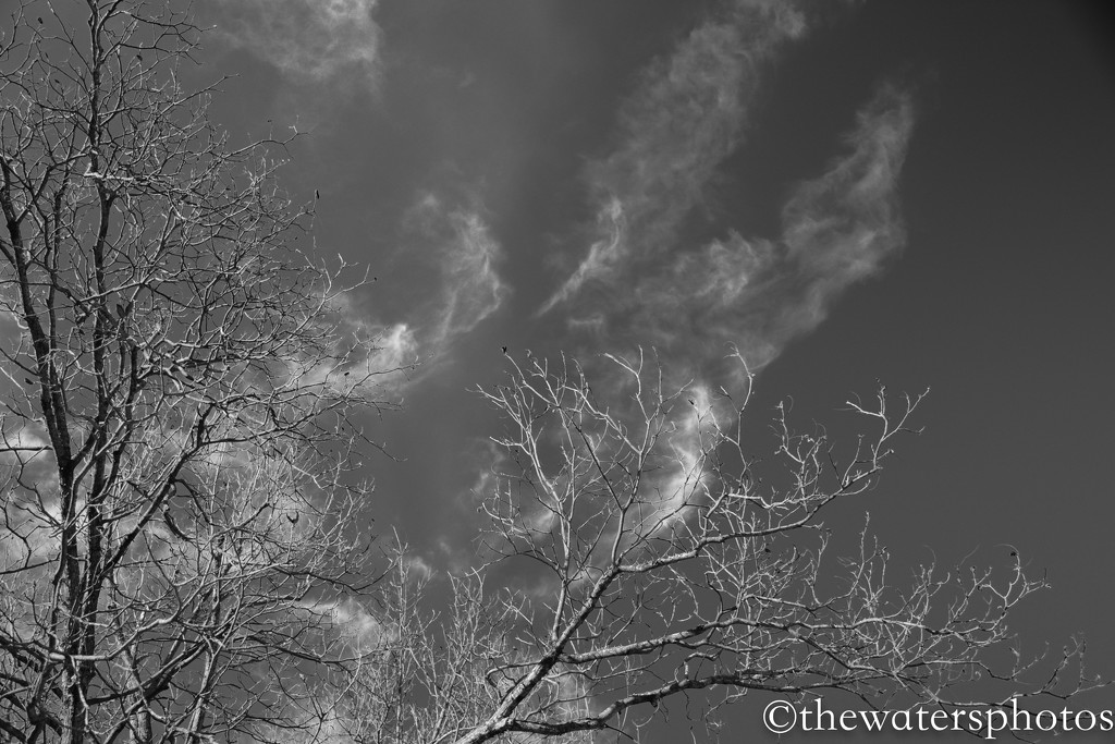 Sky and branches by thewatersphotos