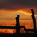 Crooked Fence Sunset by genealogygenie