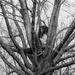 Tree Reading, a.k.a. Treading by sarahsthreads