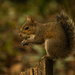 BobTail Squirrel! by rickster549