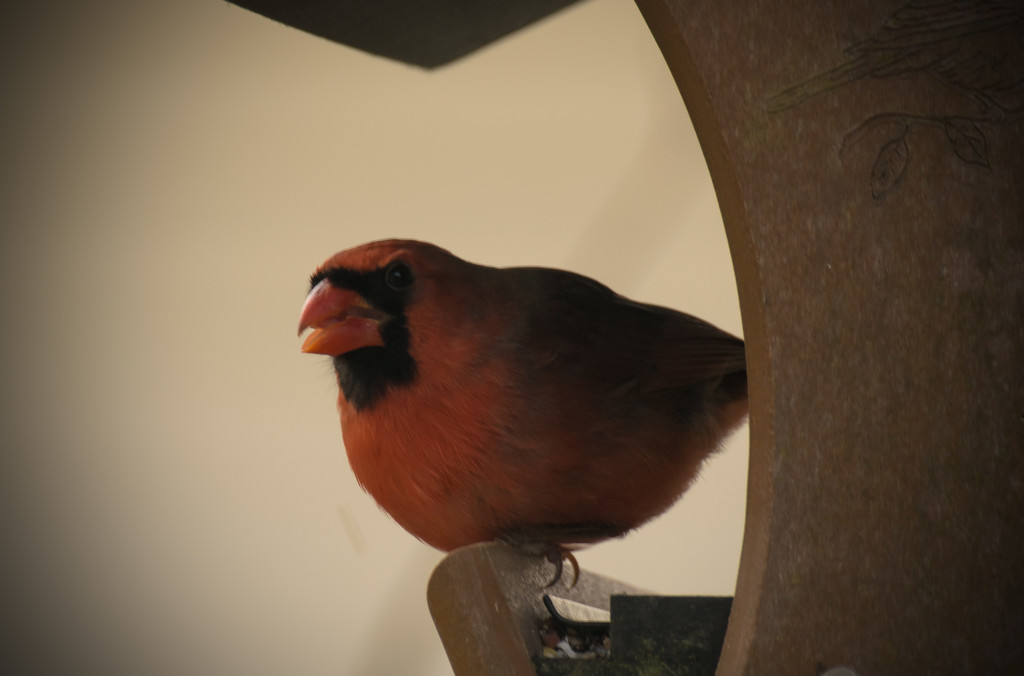 Mr Cardinal by rickster549