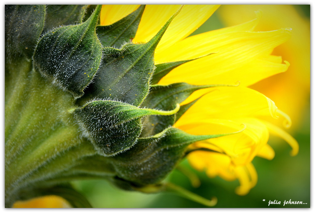 Sunflower from behind... by julzmaioro