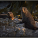 Fur seals by dide
