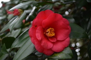 8th Feb 2016 - Camellia