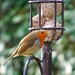 robin redbreast by quietpurplehaze