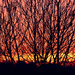 Sunset thru thicket by davidrobinson