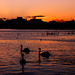 Swans at Sunset by davidrobinson