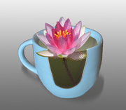 8th Feb 2016 - Water Lily Cup