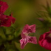 Tiny pink flowers by ziggy77