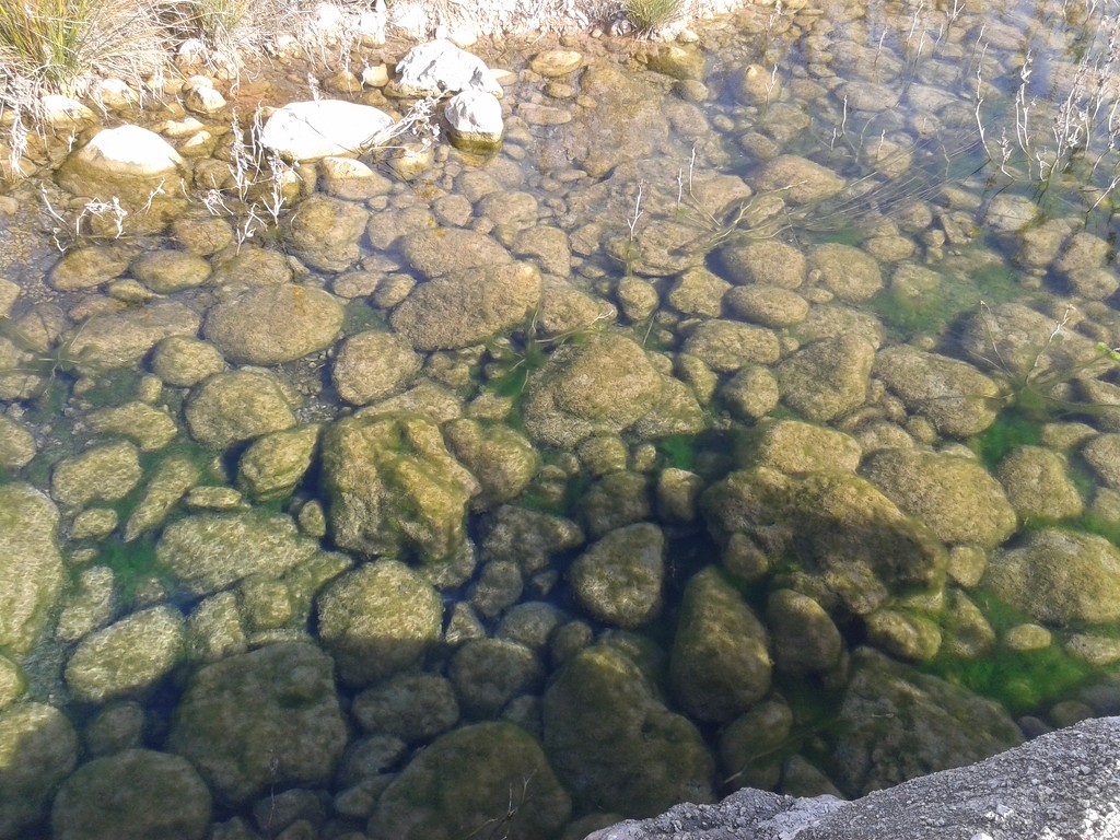 Algae by chimfa
