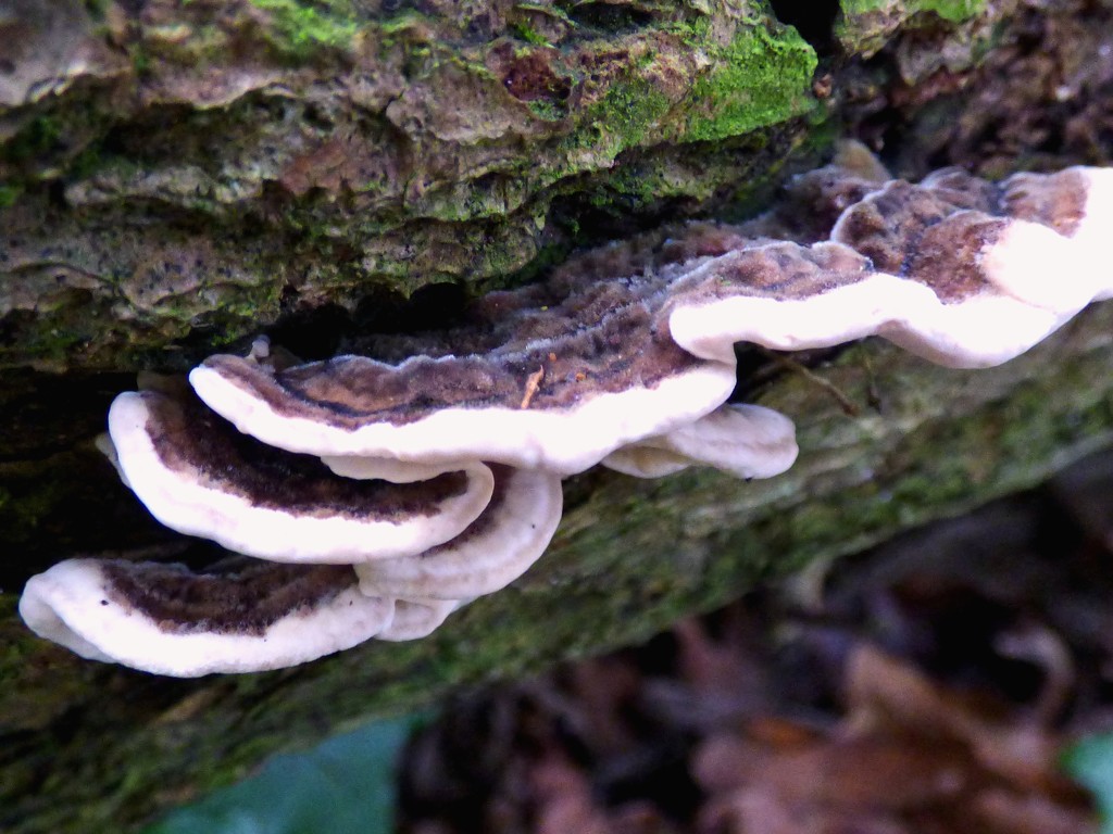 Frilly fungus by julienne1