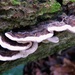Frilly fungus by julienne1