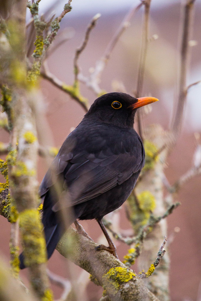 blackbird #228 by ricaa