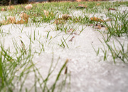2nd Feb 2016 - Grass and snow